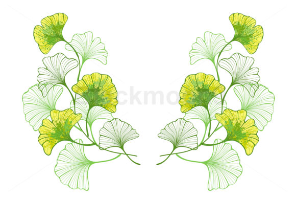 Download Colorful Leaves of Ginko Biloba - Color Collection